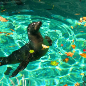 Sea Lion (Washington Zoo)