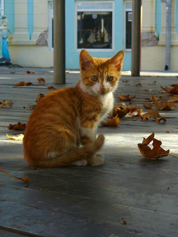 Котенце