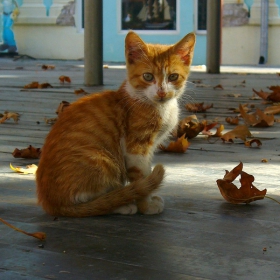 Котенце