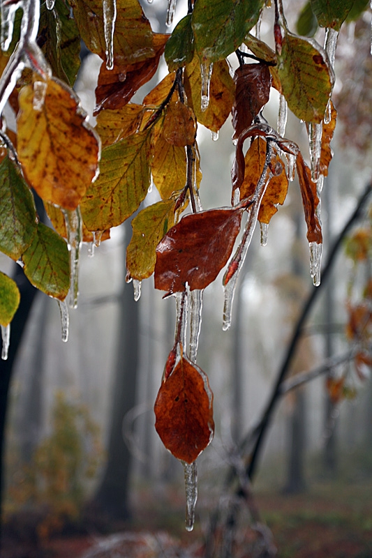 frozen leaves
