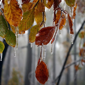 frozen leaves