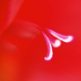 Gladiolus