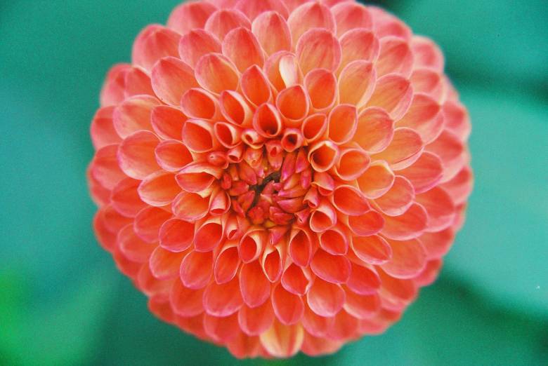 Dahlia