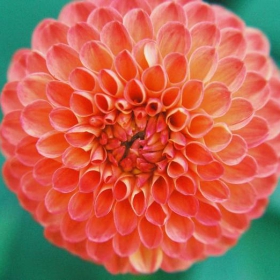 Dahlia