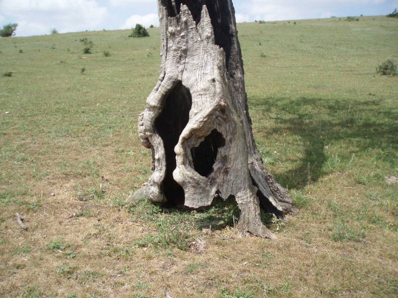 Хралупата на една светкавица :D