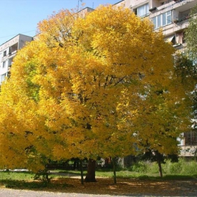 есен в грда