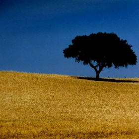 Portugal Oak Alentejo