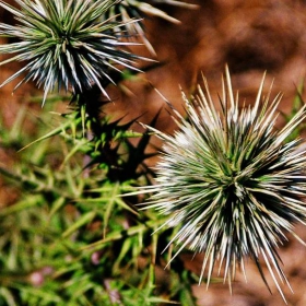 Thorn