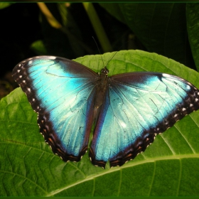 papillon