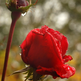 October roses