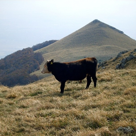 В Балкана