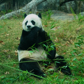 Kultovata panda ot Washington Zoo