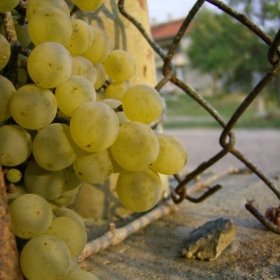 bunch of grapes