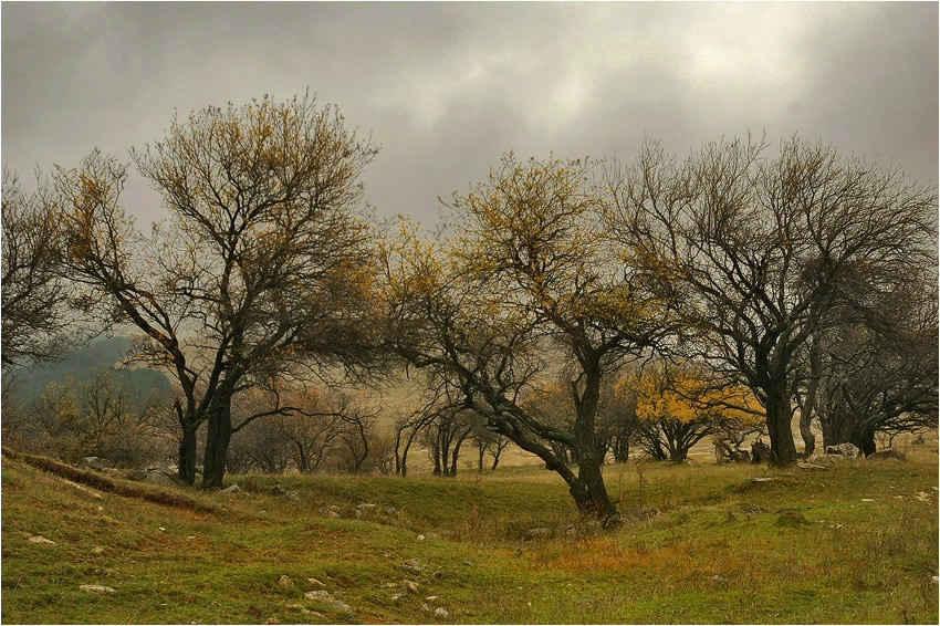 Царството на Дървобрад