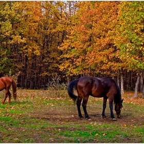 Посоки