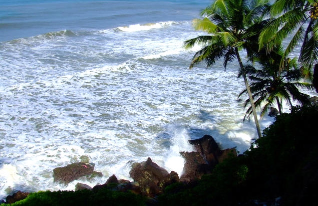 cliff palms