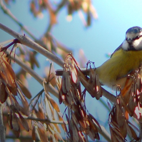 Parus caeruleus