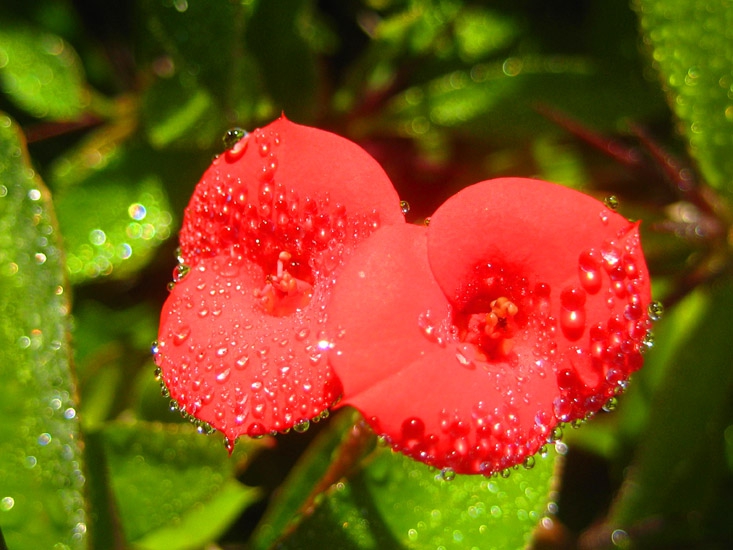 Opit za macro