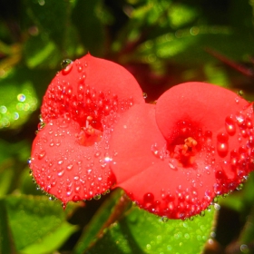Opit za macro