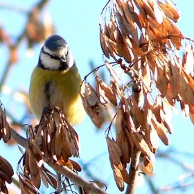 Parus caeruleus