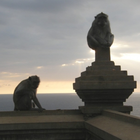 Monkeys at sunset