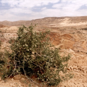 Negev
