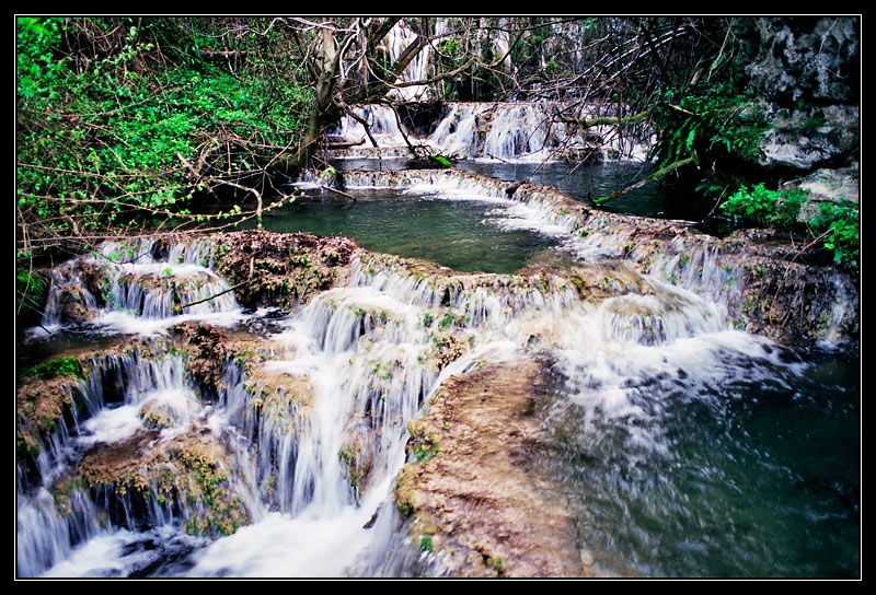 Rainforest