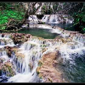 Rainforest