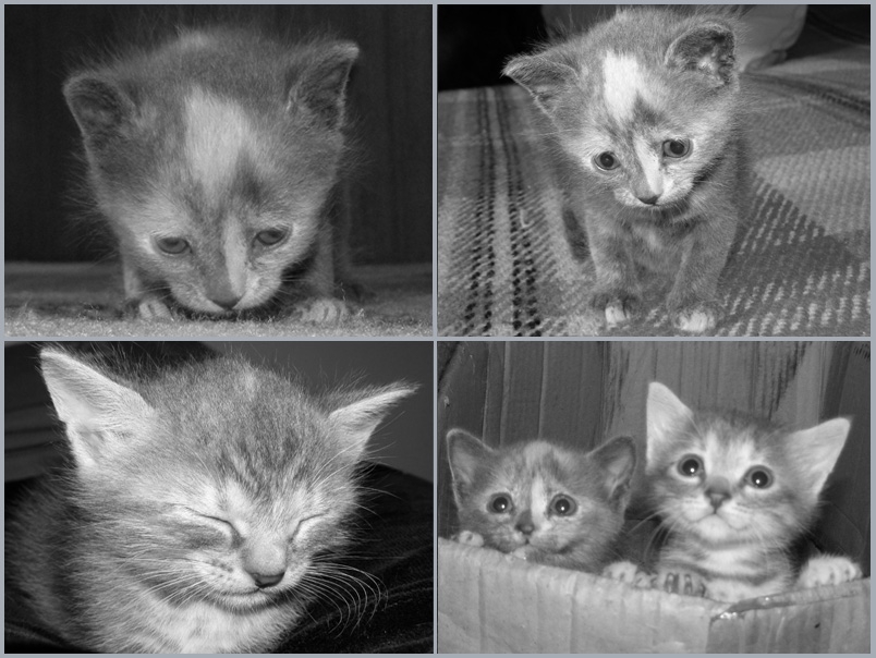 Котешки настроения
