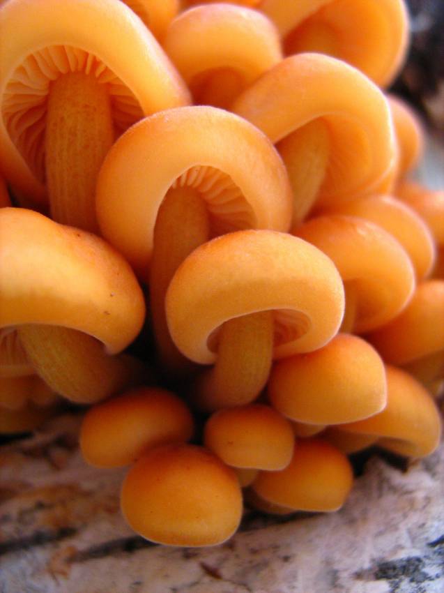 Mushrooms