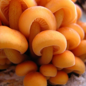 Mushrooms