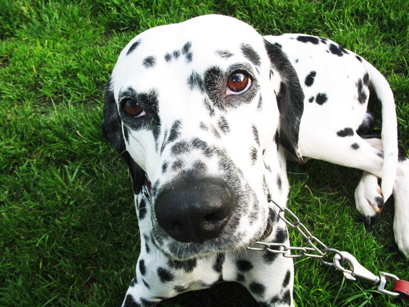 My Dog Richard