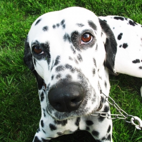 My Dog Richard