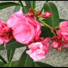 Nerium oleander