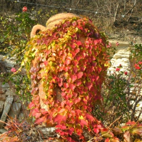 botani4eka gradina...balchik