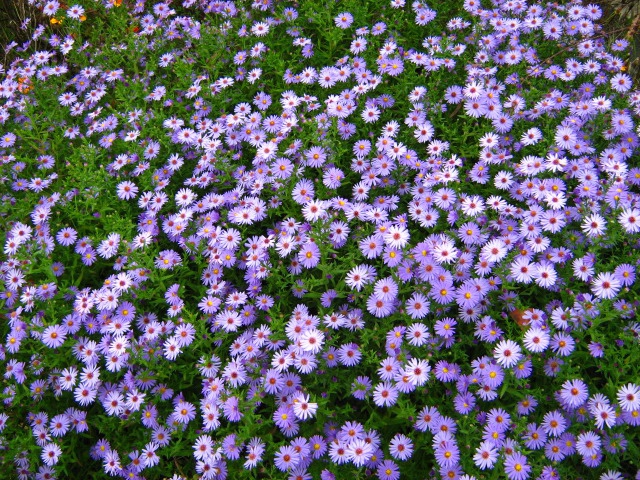 Summer flowers