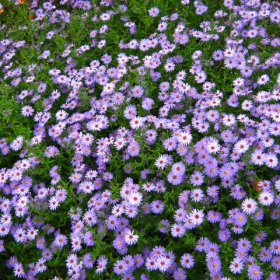 Summer flowers