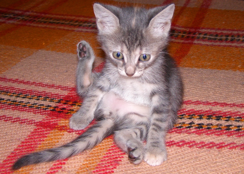 Сутрешна физзарядка