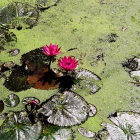 Lotus swamp