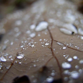 leaf4