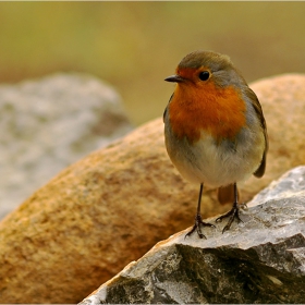 Червеногръдка (Erithacus rubecula )