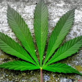 Mary Jane