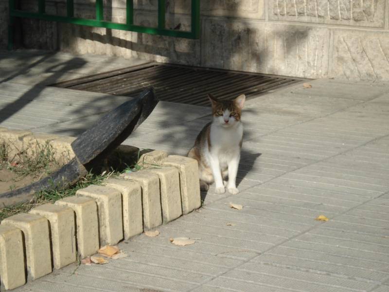 Коте