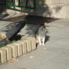 Коте
