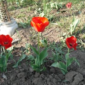 Тройка и едно самотно от зад :)