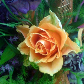 Rose