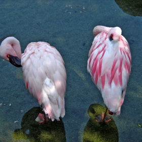 Rozavo flamingo