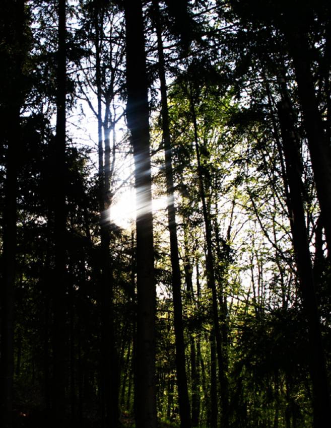 Light