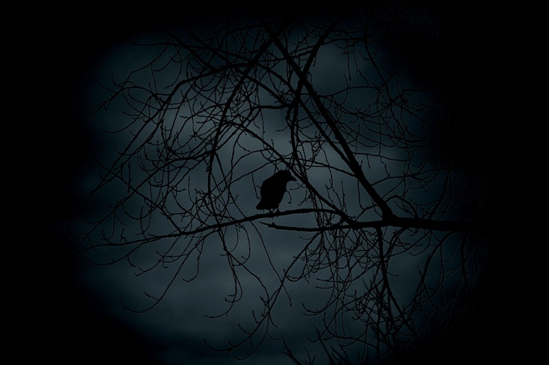 Raven