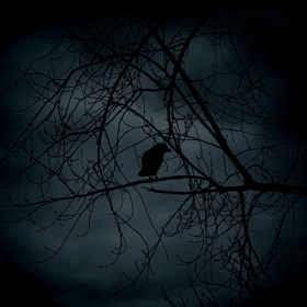 Raven
